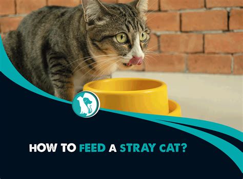 what to feed a stray cat if you don't have cat food: the importance of understanding stray cat behavior